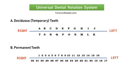 Image result for Tooth Numbering System