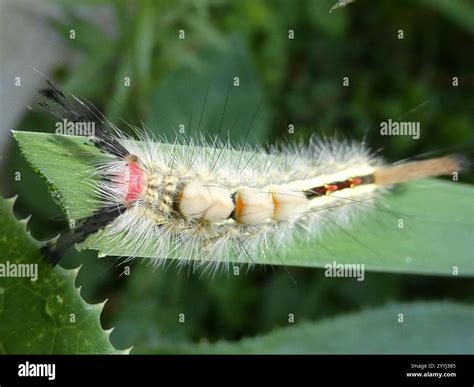 White-marked Tussock Moth (Orgyia leucostigma Stock Photo - Alamy