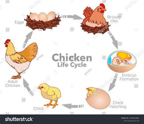 222 Life Cycle Chicken Chick Stock Vectors and Vector Art | Shutterstock