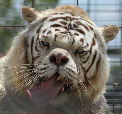 The least powerful tiger in the world. Meet Kenny, the Tiger with Down ...