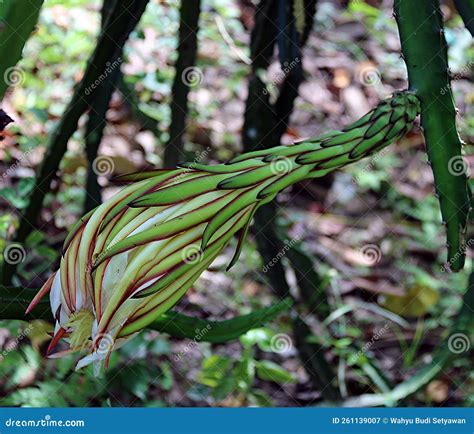 Dragon Fruit Flower before Blooming at Banyuwangi, Indonesia, Selective ...