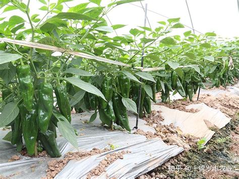 青椒怎么种植，注意施肥技巧，育苗很重要_补充