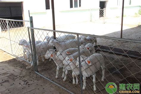 圈养100只羊一年的成本与利润分析 - 惠农网