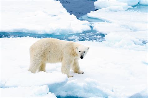 What Is A Ice Sheet In Spanish at Bailey Walters blog