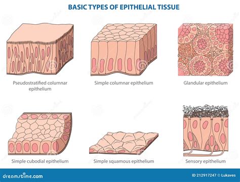 Epithelial tissue stock vector. Illustration of glandural - 212917247