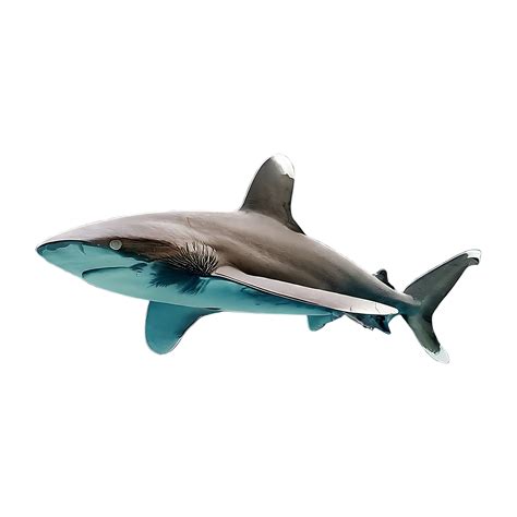 oceanic whitetip shark on transparent background 46823226 PNG