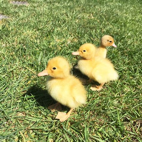 Little Farmstead: Ducklings and Chicks ~ So Happy Together (So Far!)