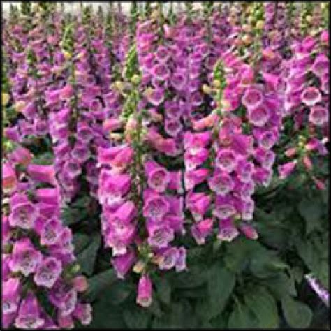 Partial Sun Perennials | Partial Shade Perennials | Stone Cottage Gardens