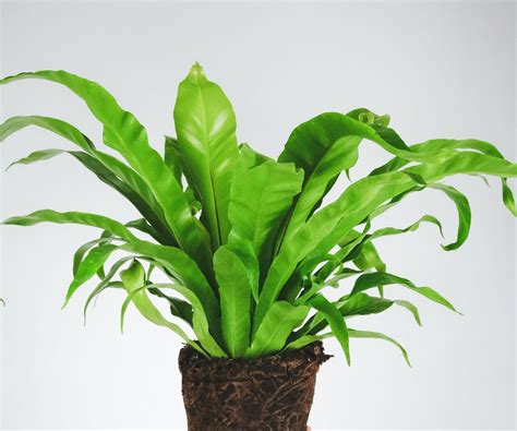 Best Plants for East-Facing Windows - Dengarden