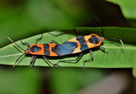 What Are The Orange And Black Bugs On My Milkweed at Madeleine Frayne blog