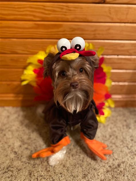 Thanksgiving Dog Costume