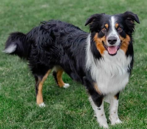 The 16 Smartest Dogs Breeds - HubPages