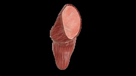 3D Anatomy Model of Rectum - anatomy of rectum