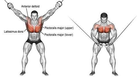 Cable fly: Muscle Worked, Alternate, Variations