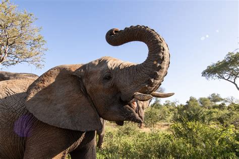 How Fast is a Elephant