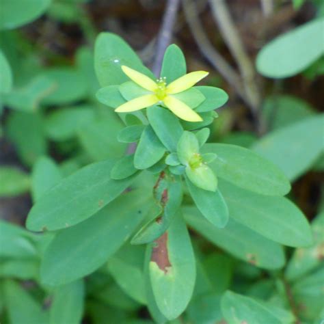 St. Andrew’s Cross Plant – Can You Grow St. Andrew’s Cross In Gardens ...