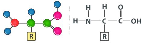 Amino Acid Structure - Biology and Biochemistry for MCAT PDF Download