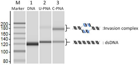Investigation of the Characteristics of NLS-PNA: Influence of NLS ...