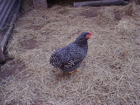 Barred Plymouth Rock Bantams | Page 2 | BackYard Chickens - Learn How ...