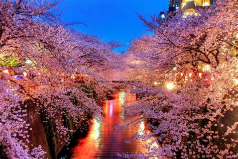 Cherry Blossom Tree at Night Wallpapers - Top Free Cherry Blossom Tree ...