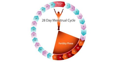 Image result for Normal Periods