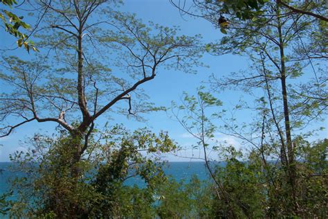 Download Endemic Trees Wallpaper | Wallpapers.com