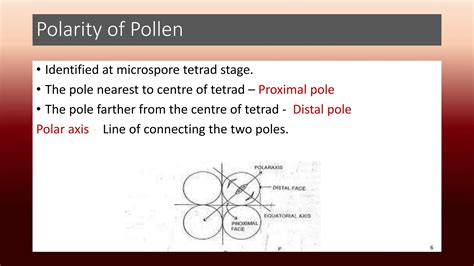 Pollen morphology, exine sculpturing, pollen kitt,NPC and ...