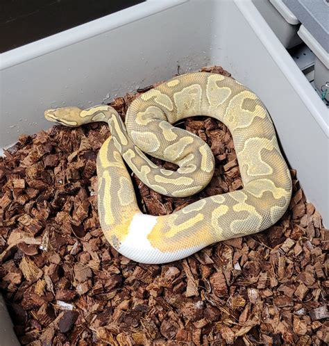 Image result for Www.operation Python