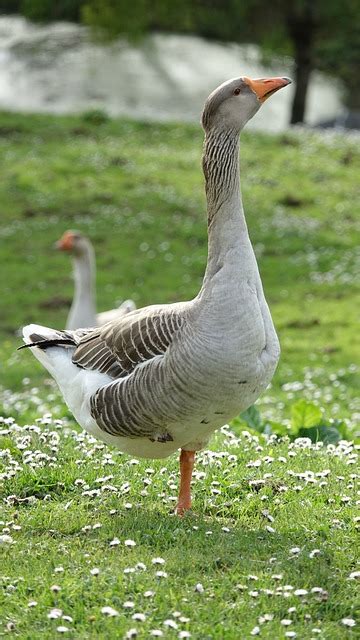 Image result for Goose Sim