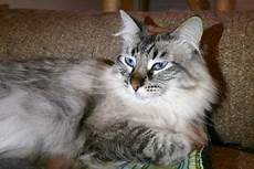 ragdoll mix maine coon ragdoll mix cats pets maine coon ragdoll ragdoll mix maine coon ragdoll mix cats pets maine coon ragdoll