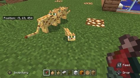 What Can Ocelots Do In Minecraft at Jessica Hincks blog