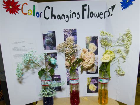 Kular Science Project Sort 的图像结果