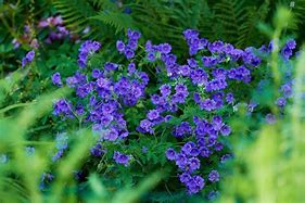 Image result for Blue Spring Flowers Perennial