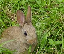 Image result for Blue Baby Rabbit