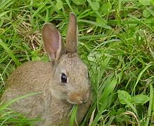 Image result for Baby Rabbit Costumes