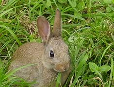 Image result for Baby Rabbit Costumes