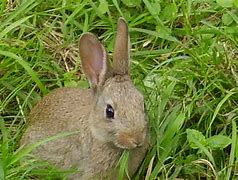 Image result for Baby Rabbit Wall Art