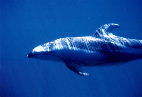 Dolphin Color 的图像结果