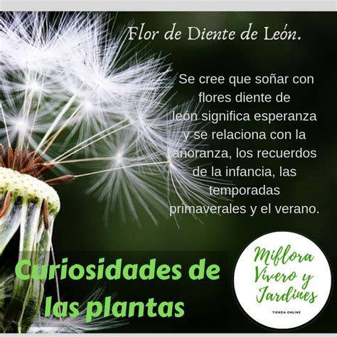 Curiosidades de la flor de diente de León. #Mifloravivero # ...