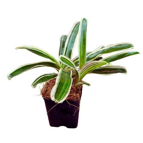 Neoregelia Bromeliad White Striped