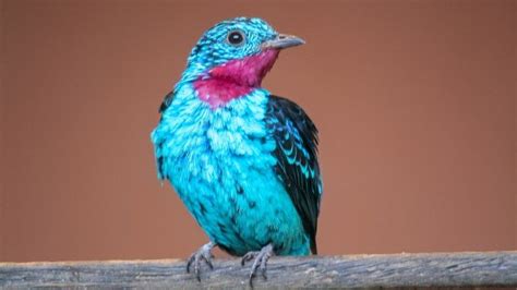 Image result for Colourful Birds Compilation