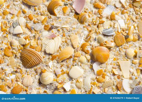 Natural Sand, Stones and Shells Beach Background Stock Image - Image of aquatic, sandy: 47626279