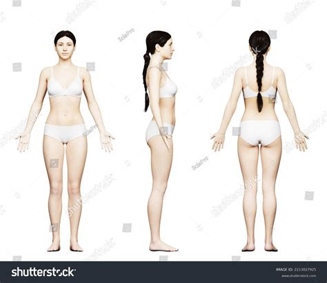 Average American Female Body