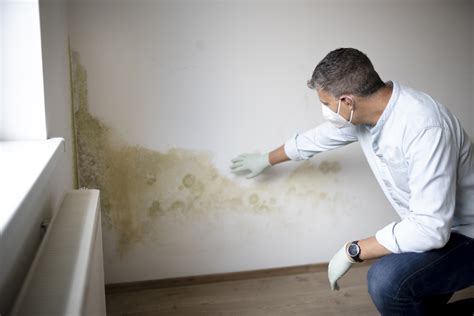 Mold in Your Walls? It Can Damage Your Health
