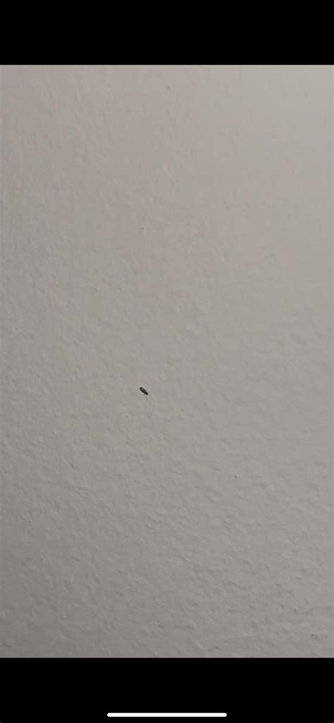 Image result for Small Pinhead