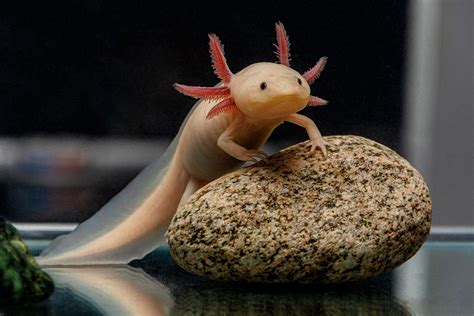 Thinking About Getting an Axolotl? Here's What you Need to Know to Mak ...