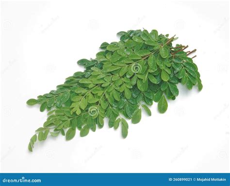 Is Moringa Edible at Lindy Rossi blog