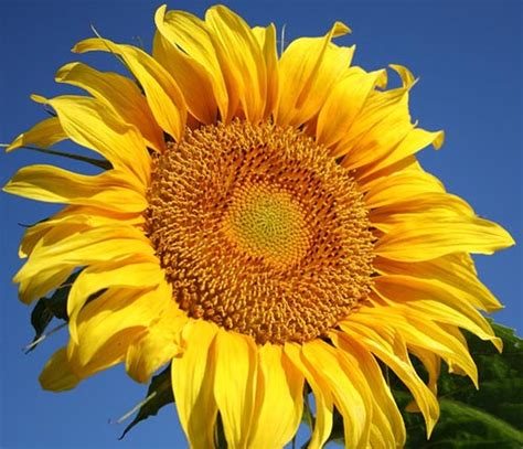 Image result for Sunflower Optimization Algorithm