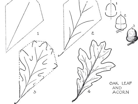 How To Draw An Oak Tree Step By Step
