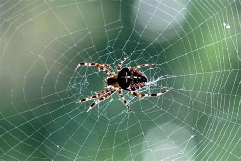 早上看到蜘蛛预示什么 打死蜘蛛会有凶兆吗 - 致富热